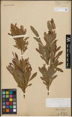 Foto von Salix purpurea L.